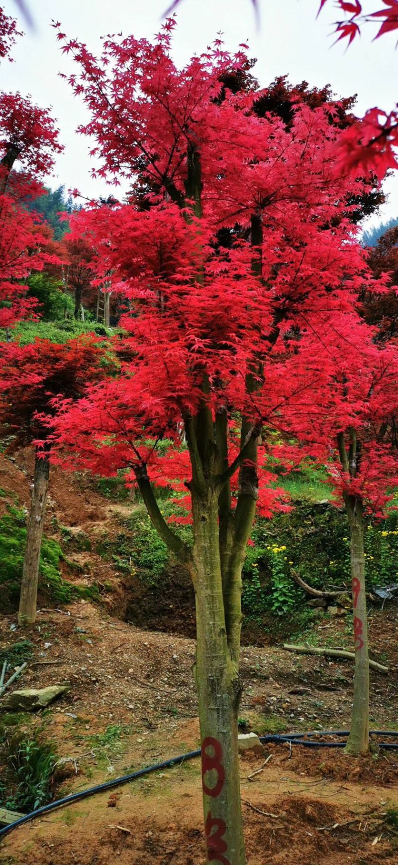 红枫桂花树银杏香樟树橘子树