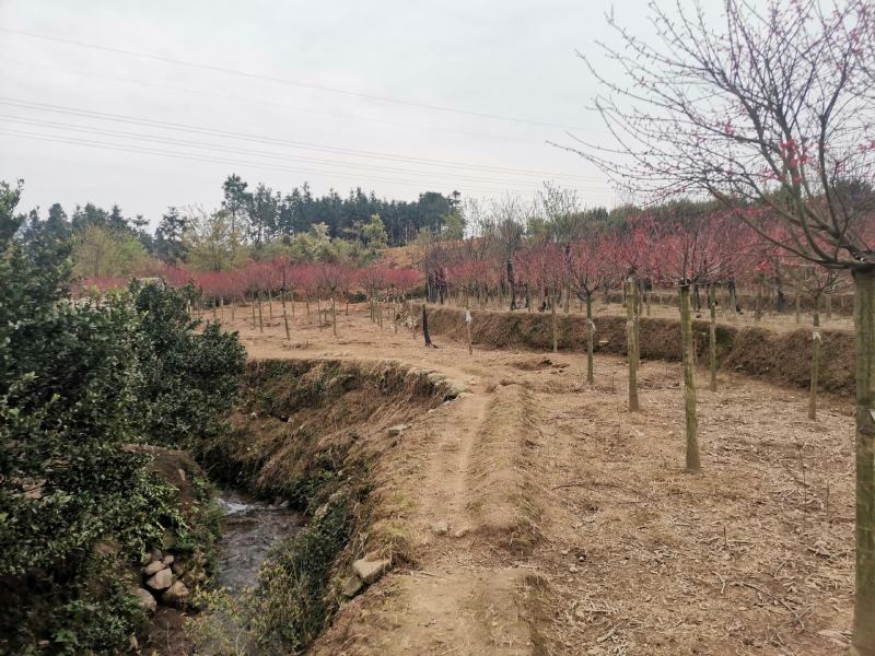 红枫桂花树银杏香樟树橘子树
