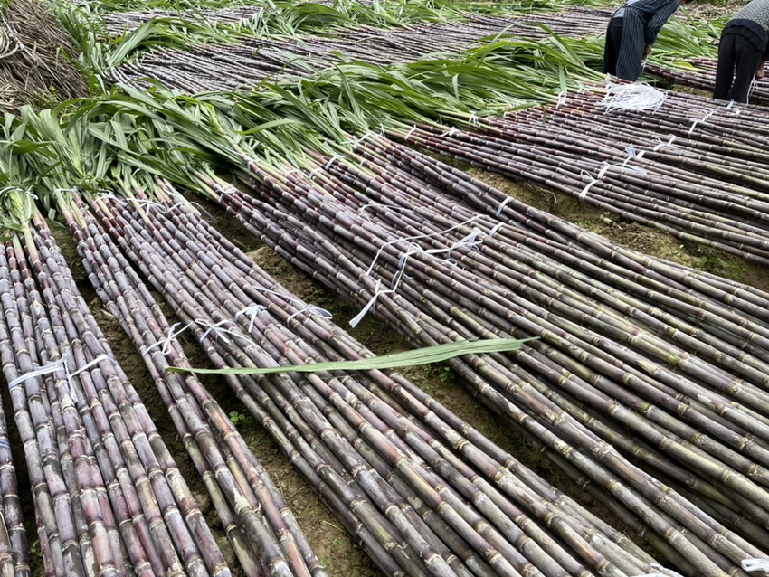 成熟的黑皮甘蔗被整齐砍下,准备装车运输 黑皮甘蔗成熟采摘现场