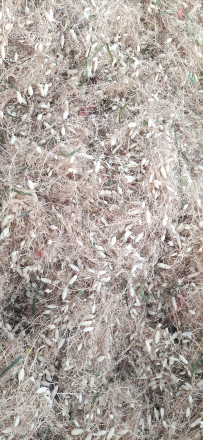 麦冬山东麦冬，自然风干麦冬无硫，过筛货，大统货
