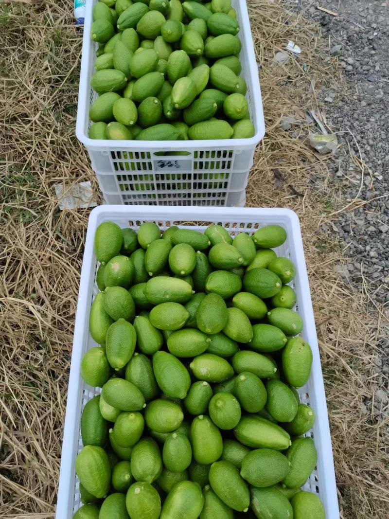 香水柠檬二级海南香水柠檬台湾香水柠檬