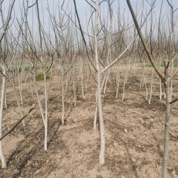 精品核桃树，基地直发，地头装车价，量大从优，欢迎选购。
