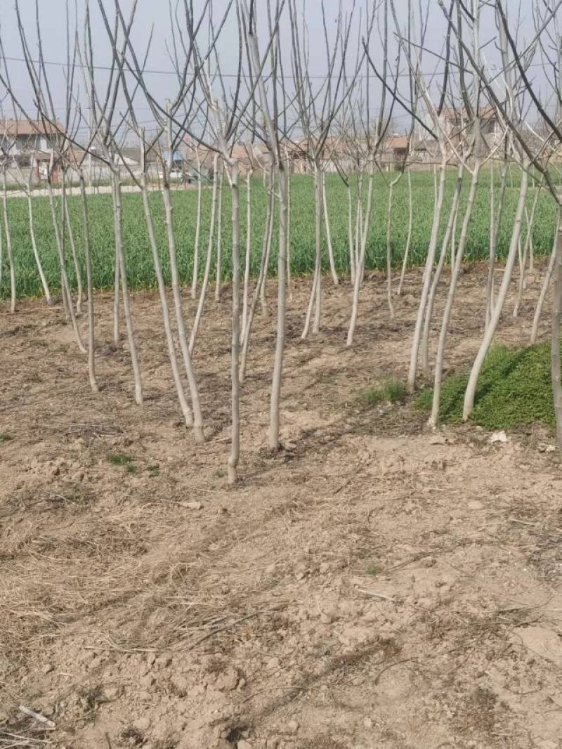 精品核桃树，基地直发，地头装车价，量大从优，欢迎选购。
