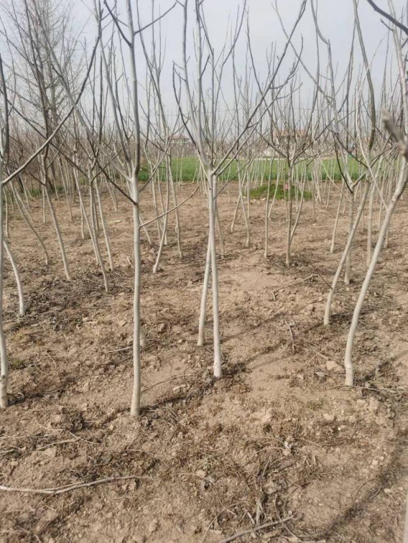 精品核桃树，基地直发，地头装车价，量大从优，欢迎选购。