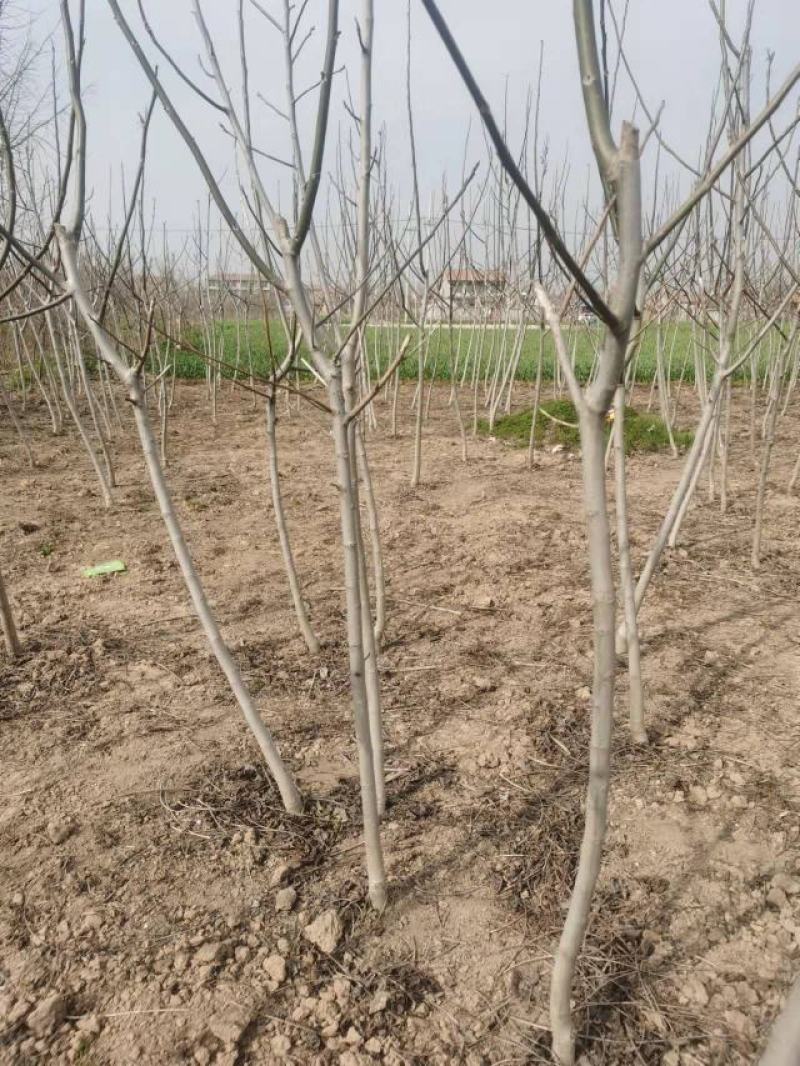 精品核桃树，基地直发，地头装车价，量大从优，欢迎选购。