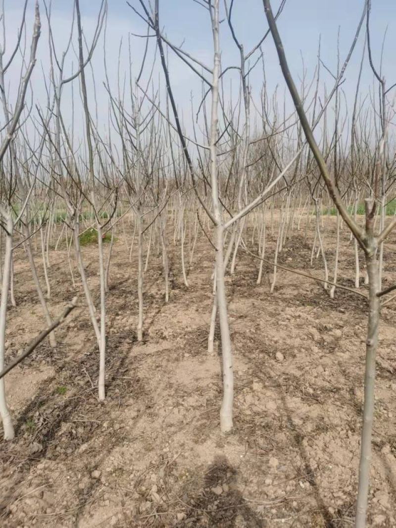 精品核桃树，基地直发，地头装车价，量大从优，欢迎选购。