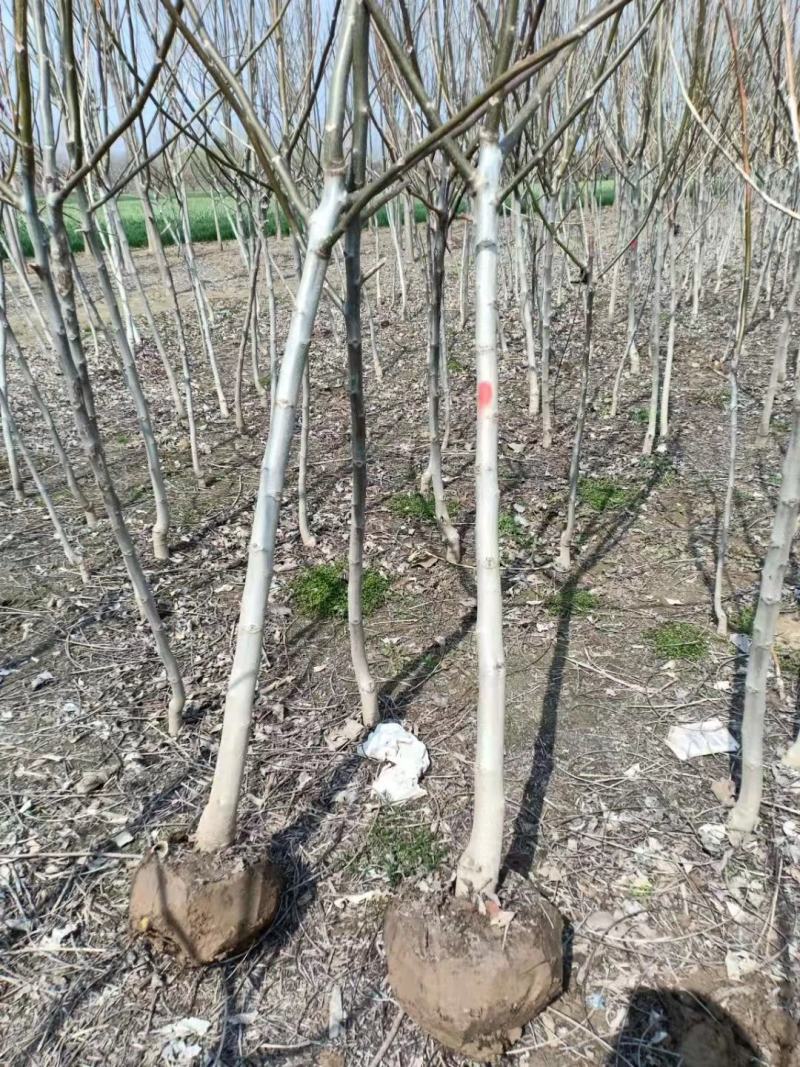 精品核桃树，基地直发，地头装车价，量大从优，欢迎选购。