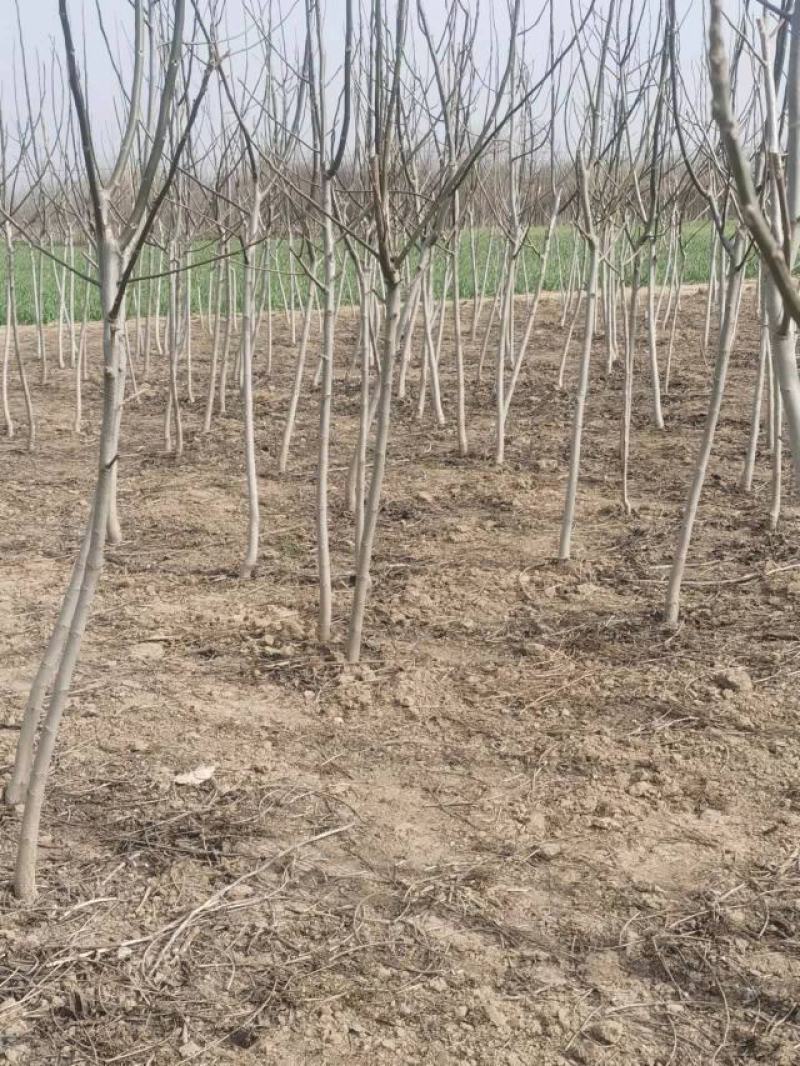 精品核桃树，基地直发，地头装车价，量大从优，欢迎选购。