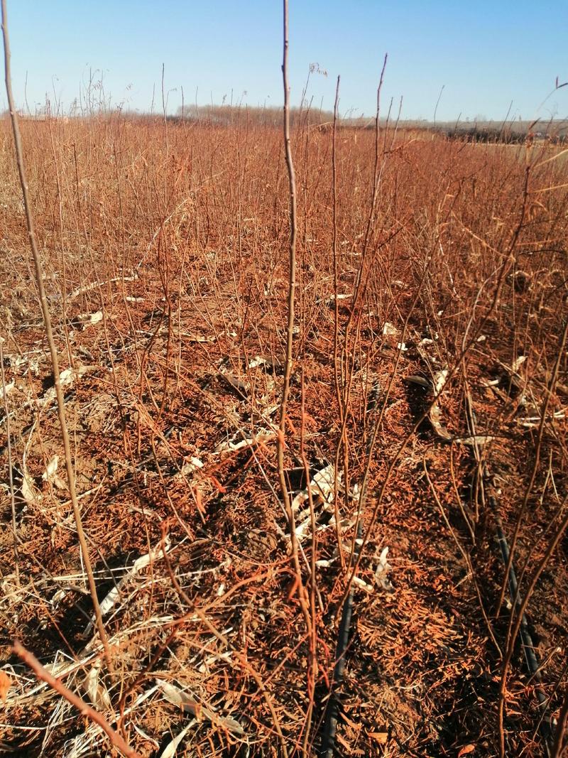 文冠果苗，高度40-1米以上，沙棘苗，高度，40-80