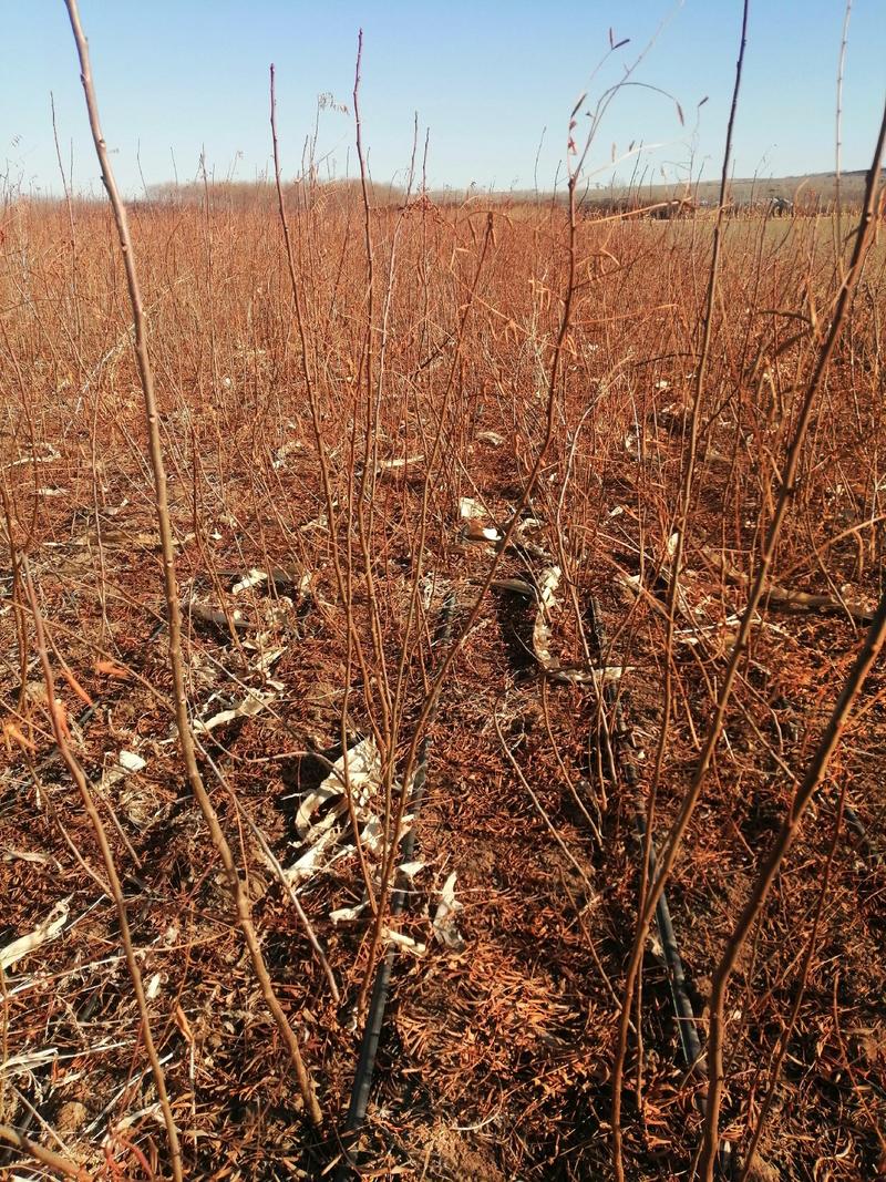文冠果苗，高度40-1米以上，沙棘苗，高度，40-80
