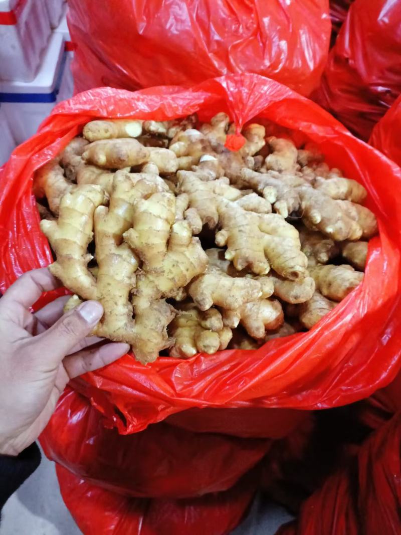 山东小黄姜产地直销一手货源全国发货