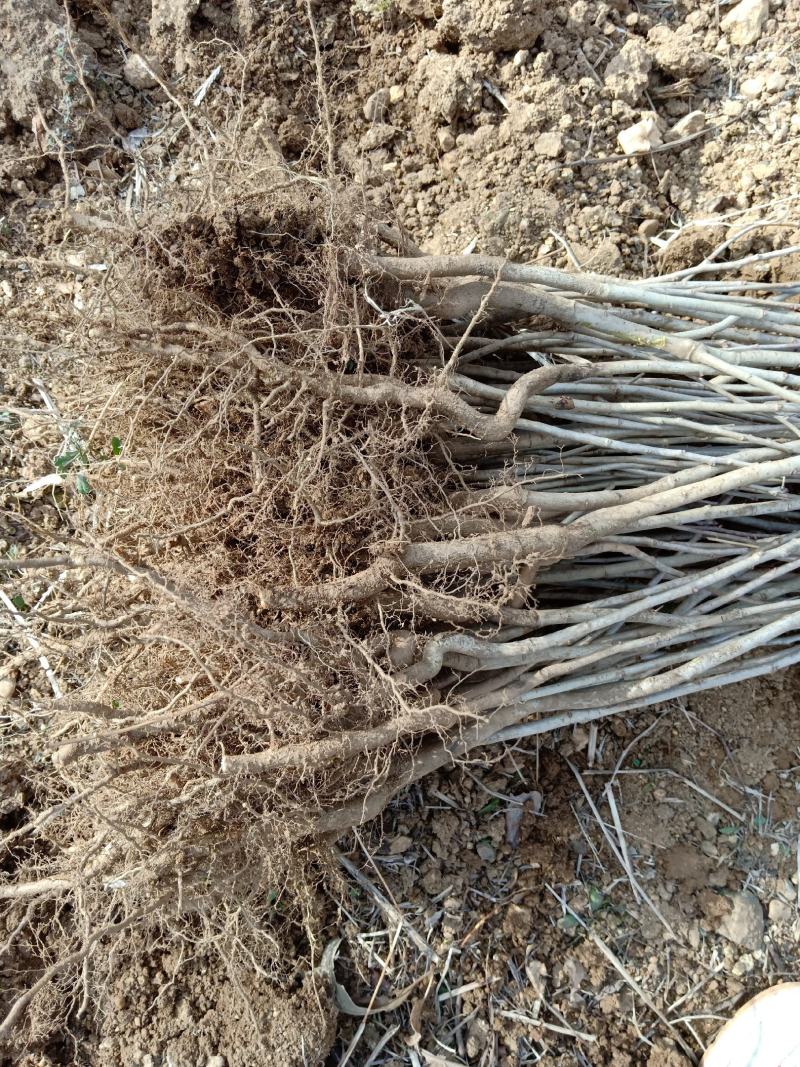 山楂苗原生芽苗高10cm左右现挖现卖质量保证