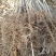 山楂苗原生芽苗高10cm左右现挖现卖质量保证