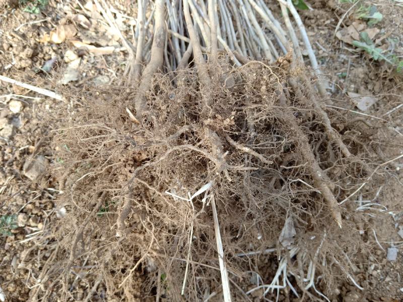 山楂苗原生芽苗高10cm左右现挖现卖质量保证