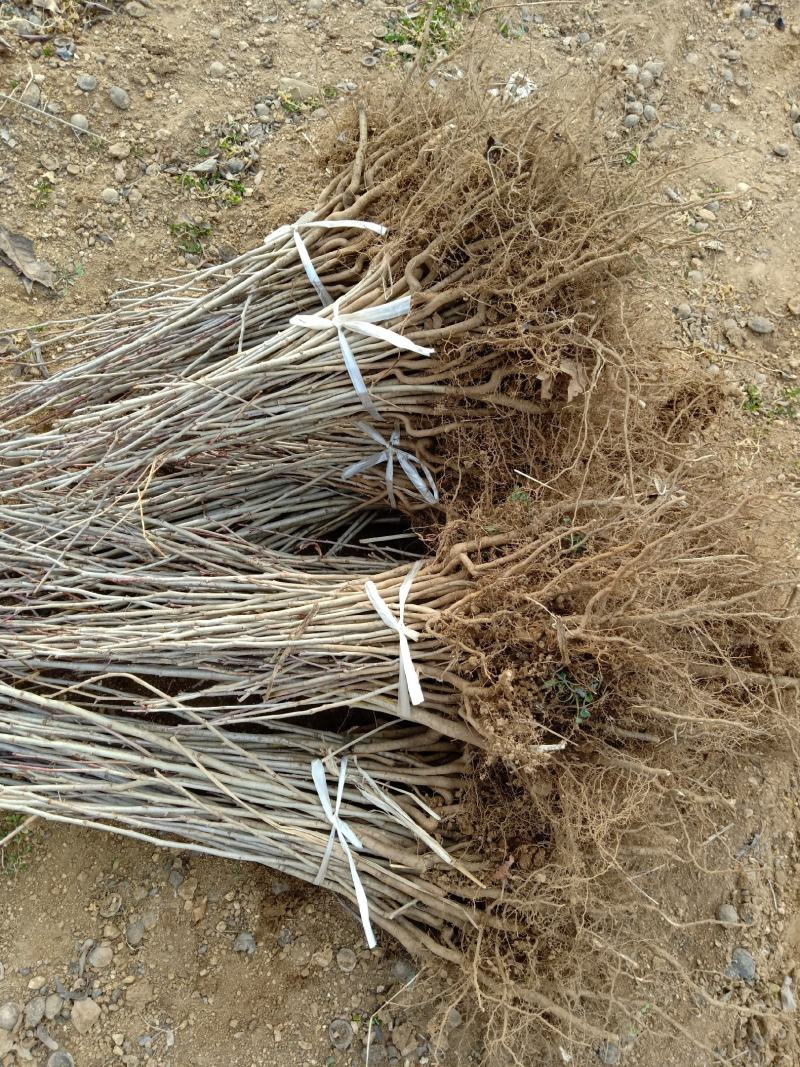 山楂苗原生芽苗高10cm左右现挖现卖质量保证