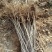 山楂苗原生芽苗高10cm左右现挖现卖质量保证