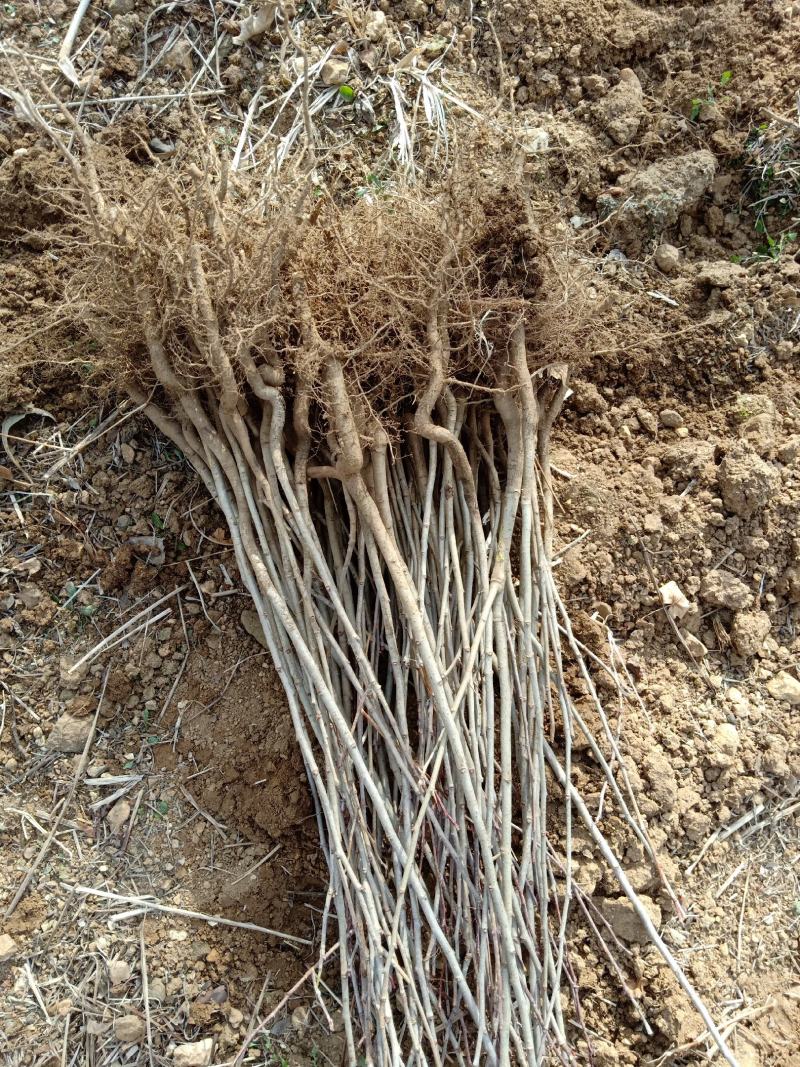 山楂苗原生芽苗高10cm左右现挖现卖质量保证