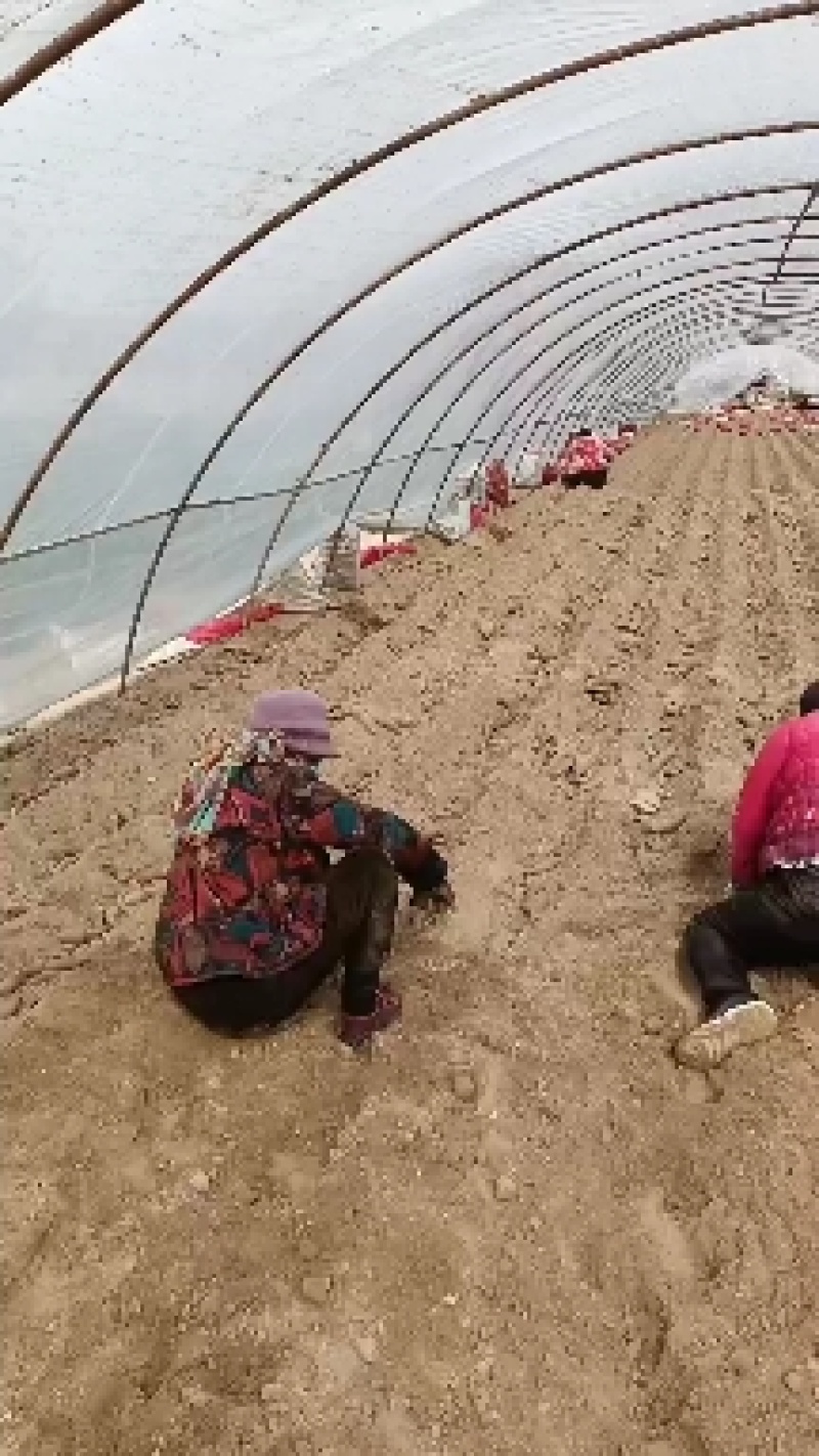 开封市尉氏县惠禾润原种红薯苗繁育基地商薯19红薯苗
