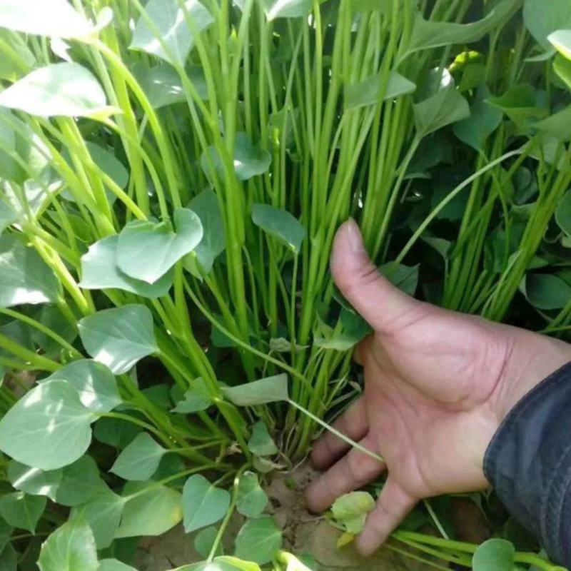 开封市尉氏县惠禾润原种红薯苗繁育基地商薯19红薯苗
