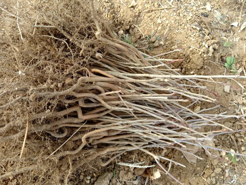 山楂苗原生芽苗高10cm左右现挖现卖质量保证