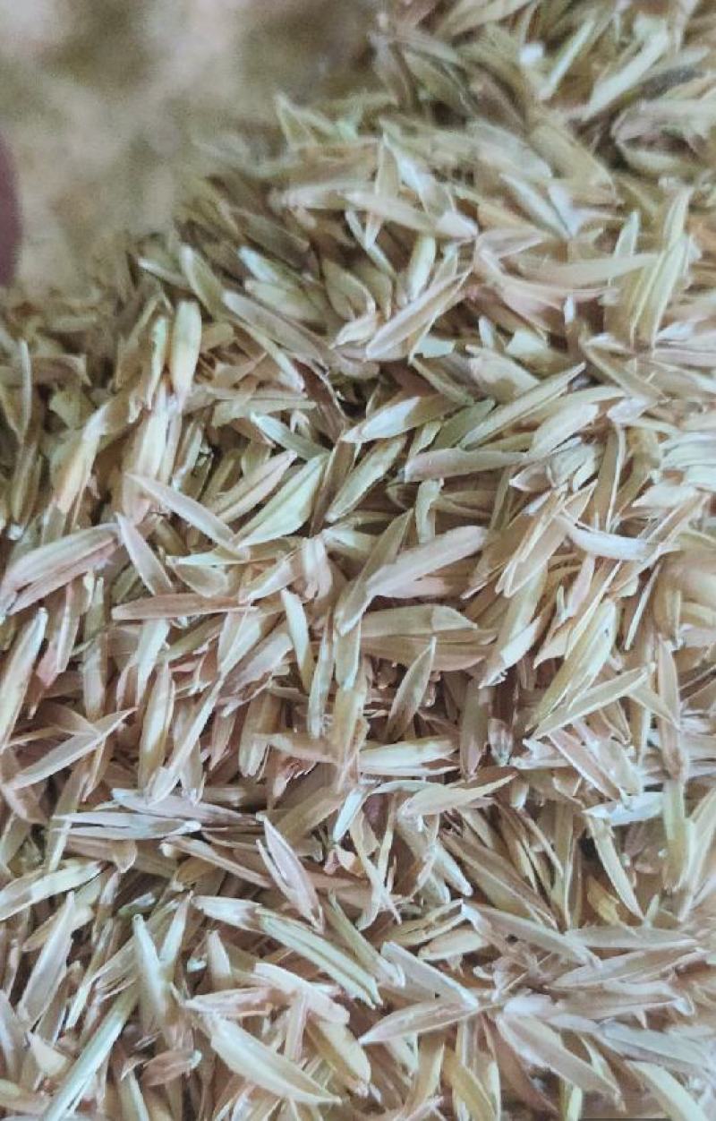 谷壳，新鲜除尘谷壳酒厂鸡鸭专用桂林市厂家直销，日产30吨
