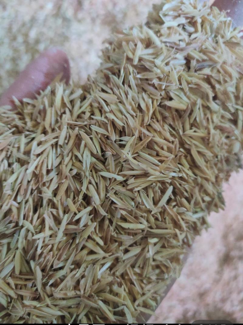 谷壳，新鲜除尘谷壳酒厂鸡鸭专用桂林市厂家直销，日产30吨