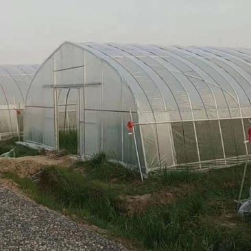 蔬菜种植大棚单体种植大棚