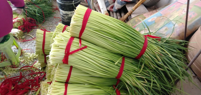 【精品】蒜苔大量上市，新鲜采摘，货源充足，价格优惠