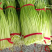 【精品】蒜苔大量上市，新鲜采摘，货源充足，价格优惠