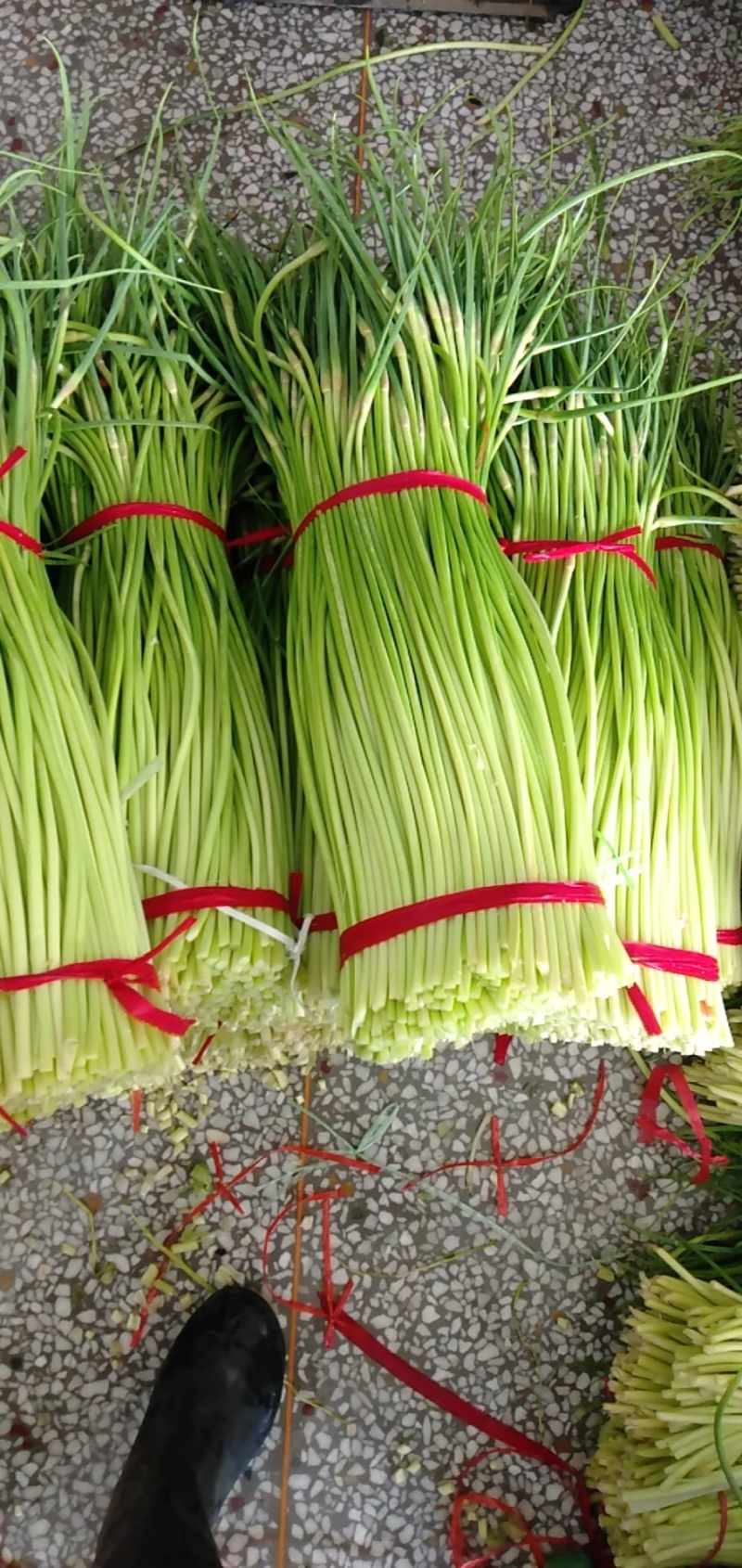 【精品】蒜苔大量上市，新鲜采摘，货源充足，价格优惠