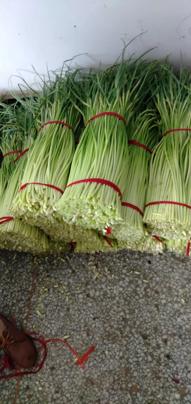 【精品】蒜苔大量上市，新鲜采摘，货源充足，价格优惠