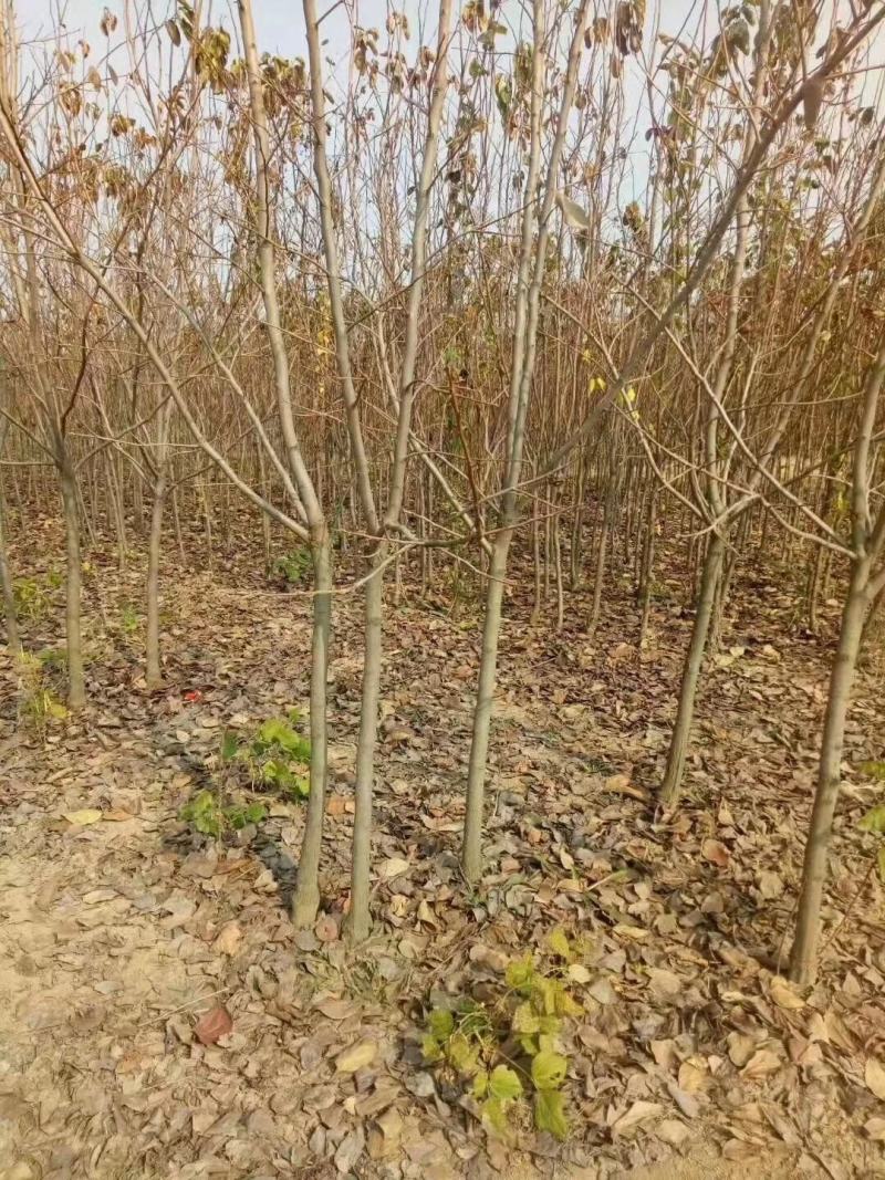柿子树，大量供应，产地直销，品种齐全，规格齐全