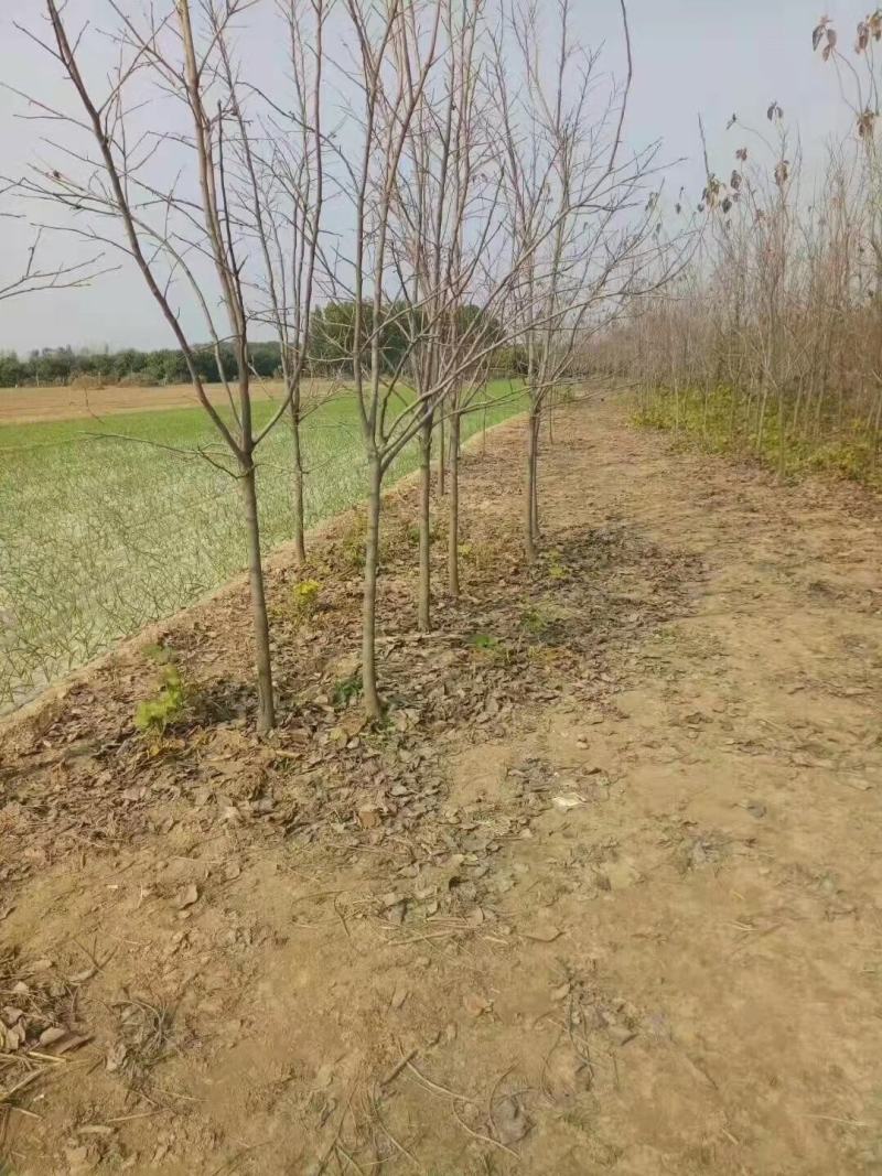 柿子树，大量供应，产地直销，品种齐全，规格齐全