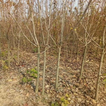 柿子树，大量供应，产地直销，品种齐全，规格齐全
