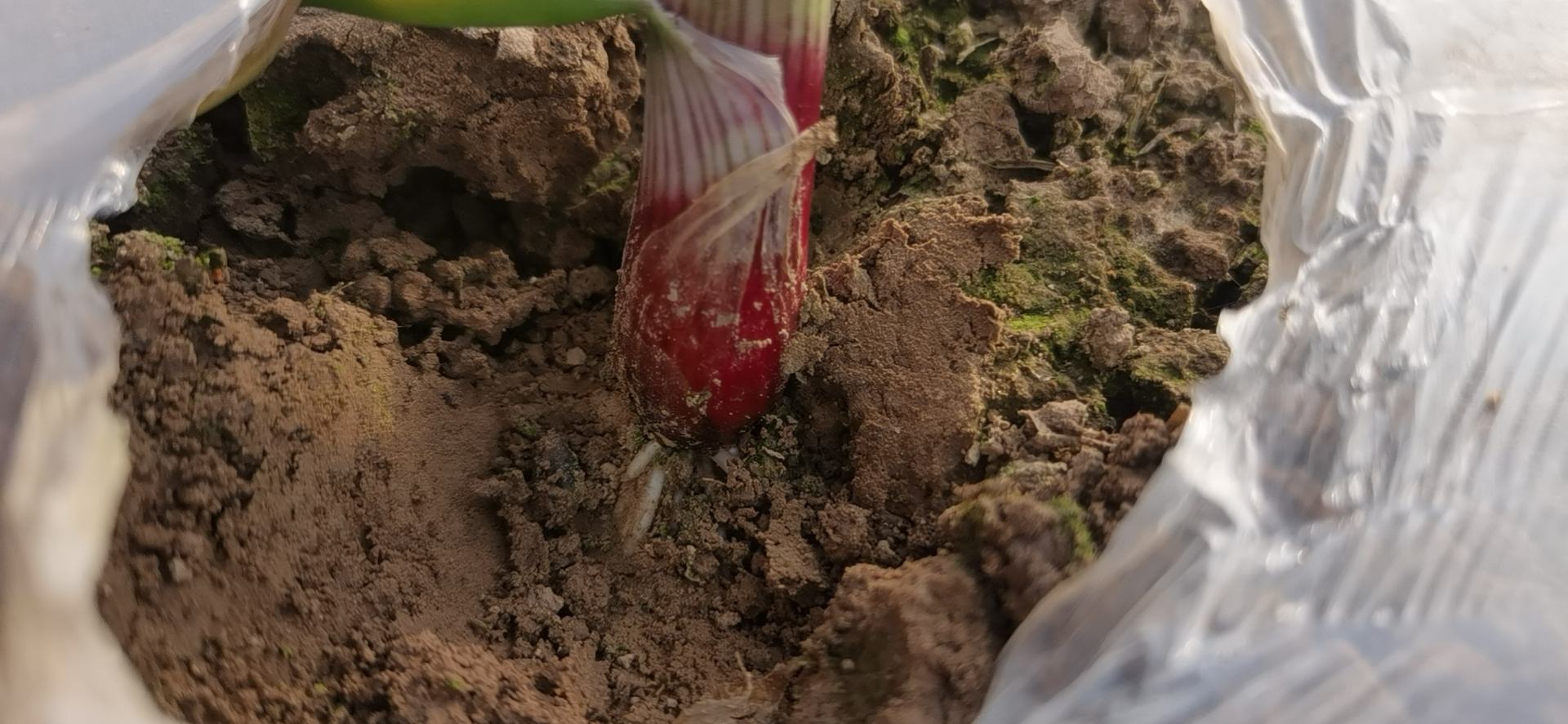 小葱幼苗出土阶段图解