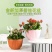 整件批塑料绿萝多肉吊盆挂盆垂吊花盆壁挂式花盆悬挂式吊篮盆