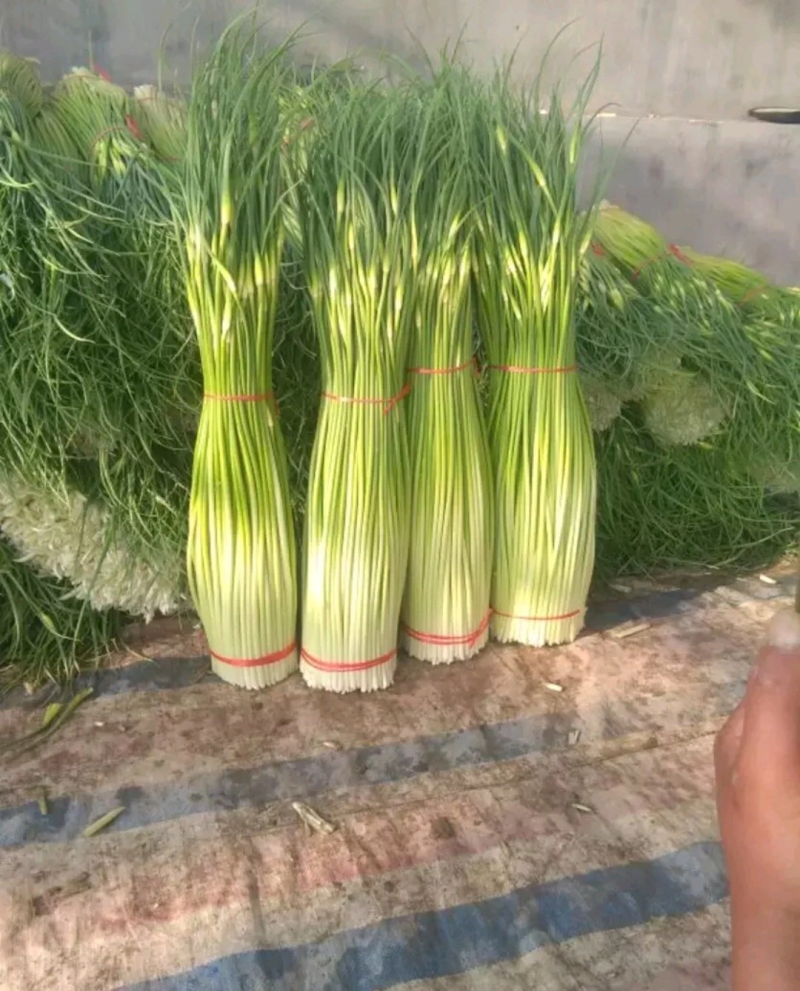 【精品】蒜苔大量上市，新鲜采摘，货源充足，价格优惠