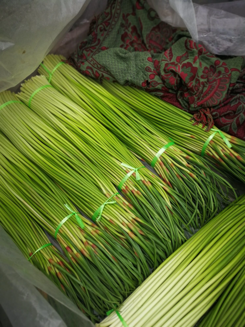 【精品】蒜苔大量上市，新鲜采摘，货源充足，价格优惠