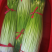 【精品】蒜苔大量上市，新鲜采摘，货源充足，价格优惠