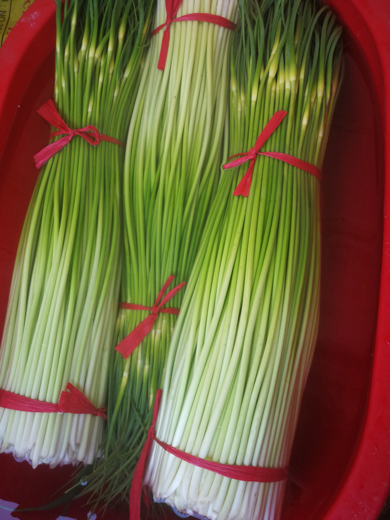 【精品】蒜苔大量上市，新鲜采摘，货源充足，价格优惠
