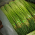 【精品】蒜苔大量上市，新鲜采摘，货源充足，价格优惠