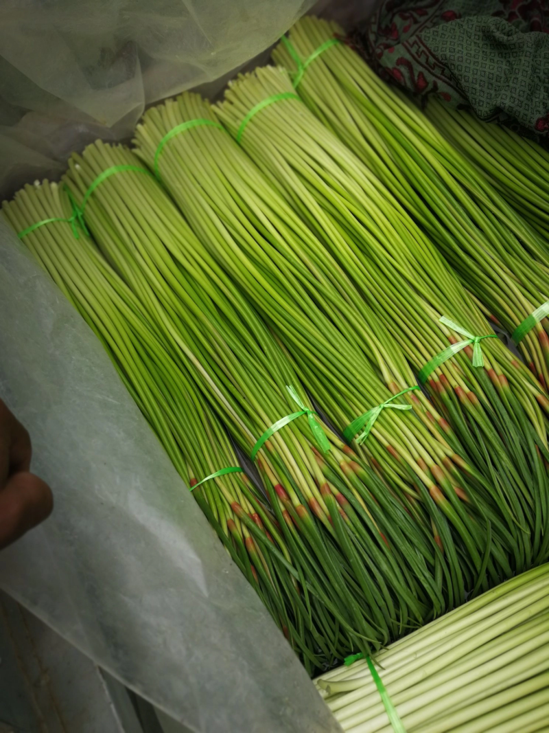 【精品】蒜苔大量上市，新鲜采摘，货源充足，价格优惠