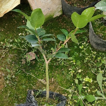 香妃茶花苗单枝挑，多分支，菜苗大量出售。