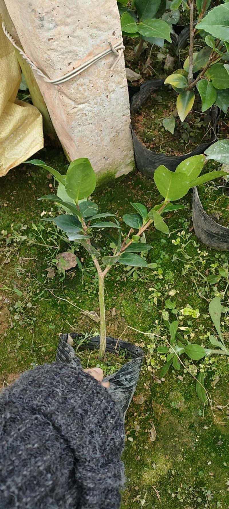 香妃茶花苗单枝挑，多分支，菜苗大量出售。