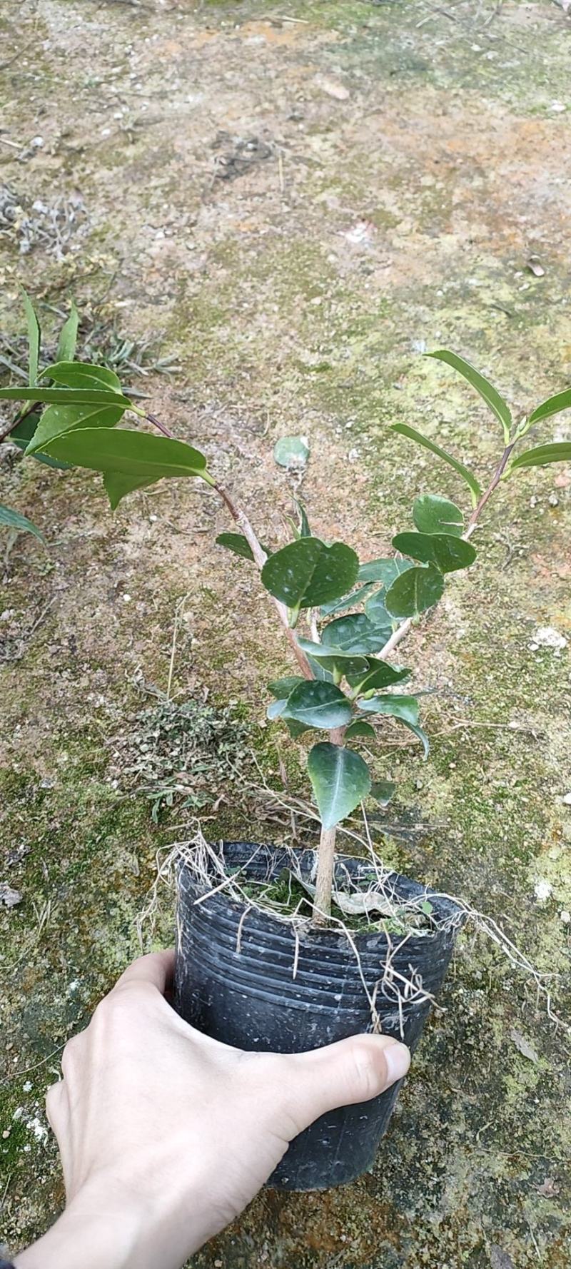 香妃茶花苗单枝挑，多分支，菜苗大量出售。
