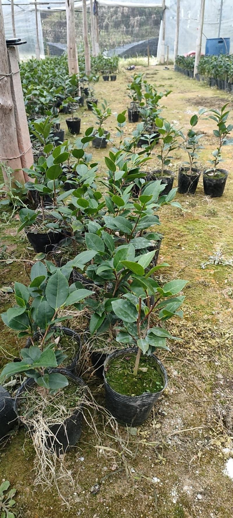 香妃茶花苗单枝挑，多分支，菜苗大量出售。