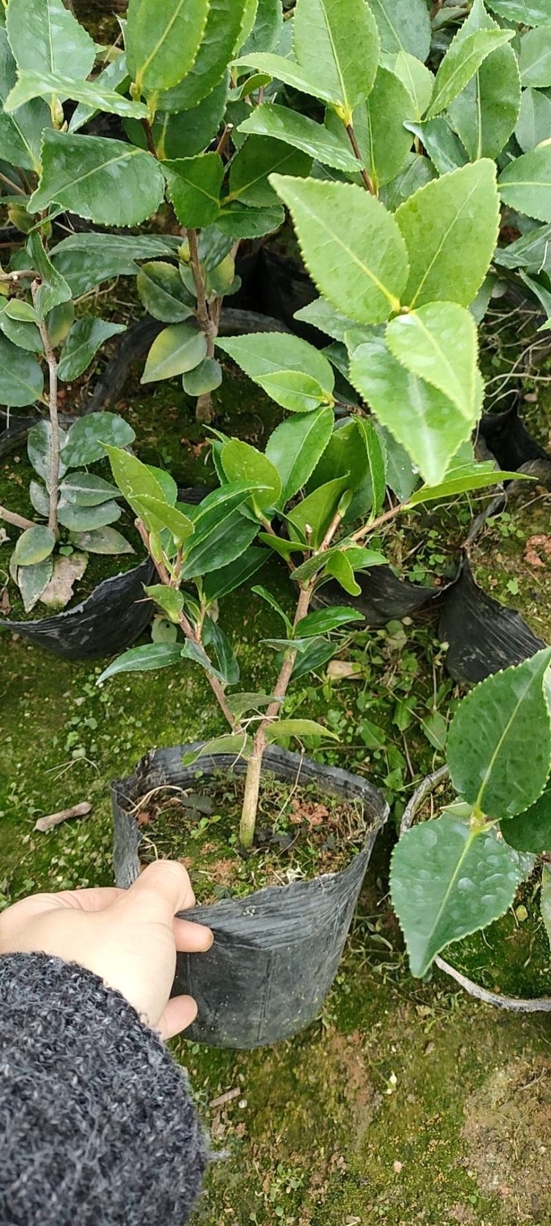 香妃茶花苗单枝挑，多分支，菜苗大量出售。