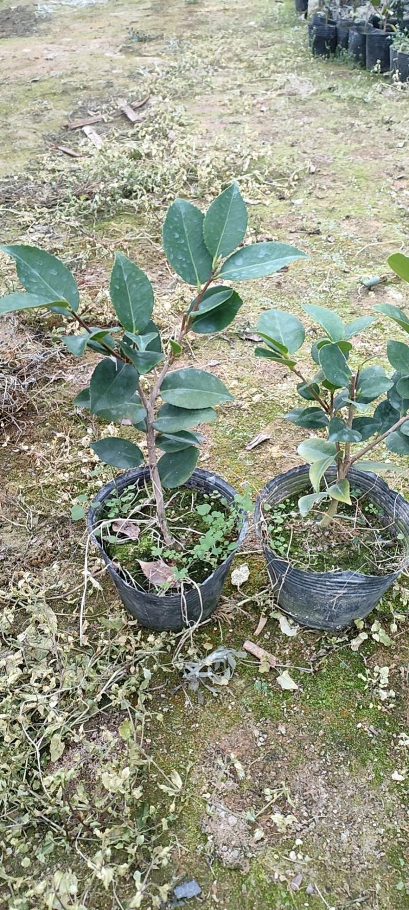 香妃茶花苗单枝挑，多分支，菜苗大量出售。