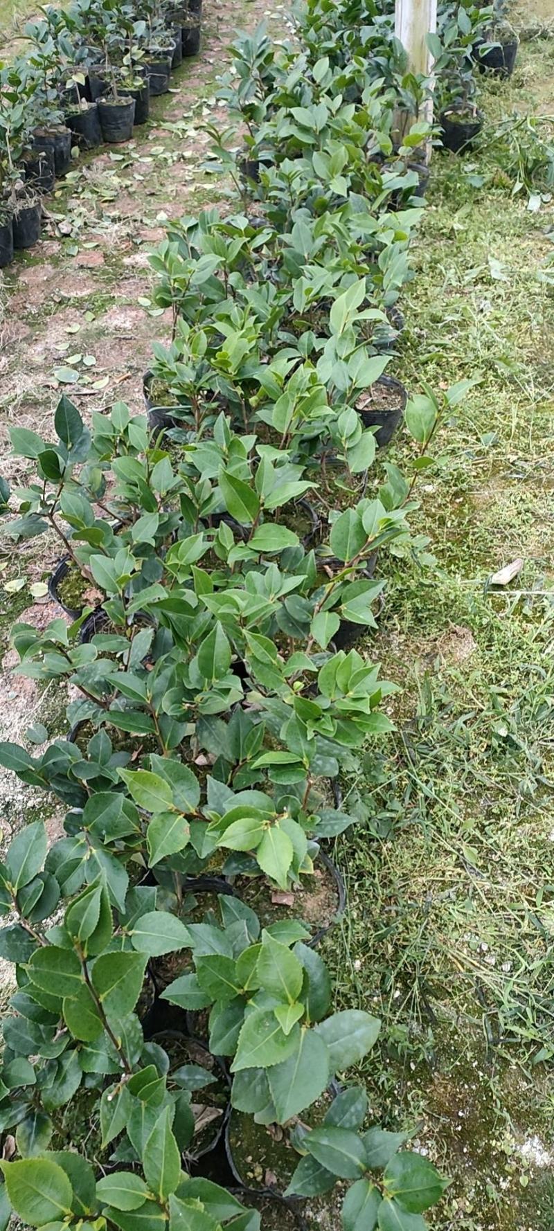 香妃茶花苗单枝挑，多分支，菜苗大量出售。