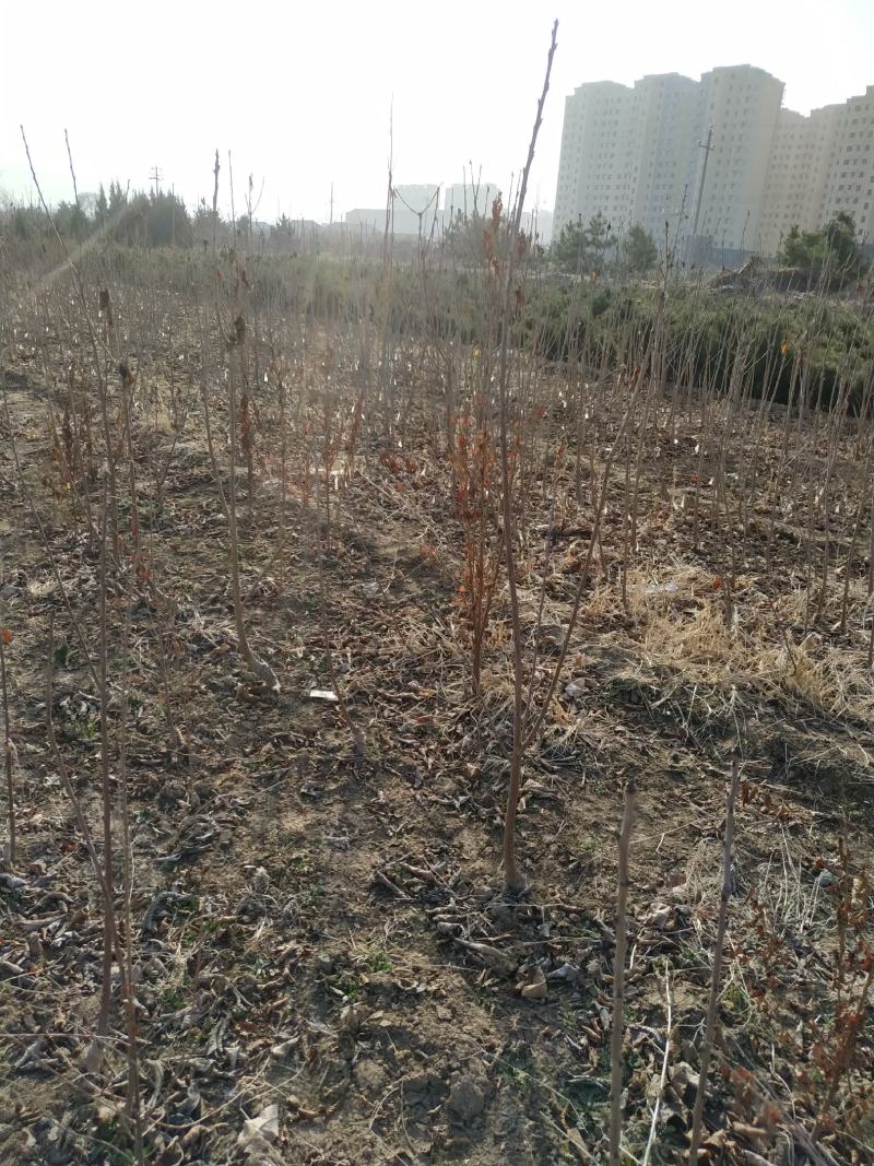 山西绛县优质大樱桃苗培育基地欢迎你，品种有俄八，美早黄蜜